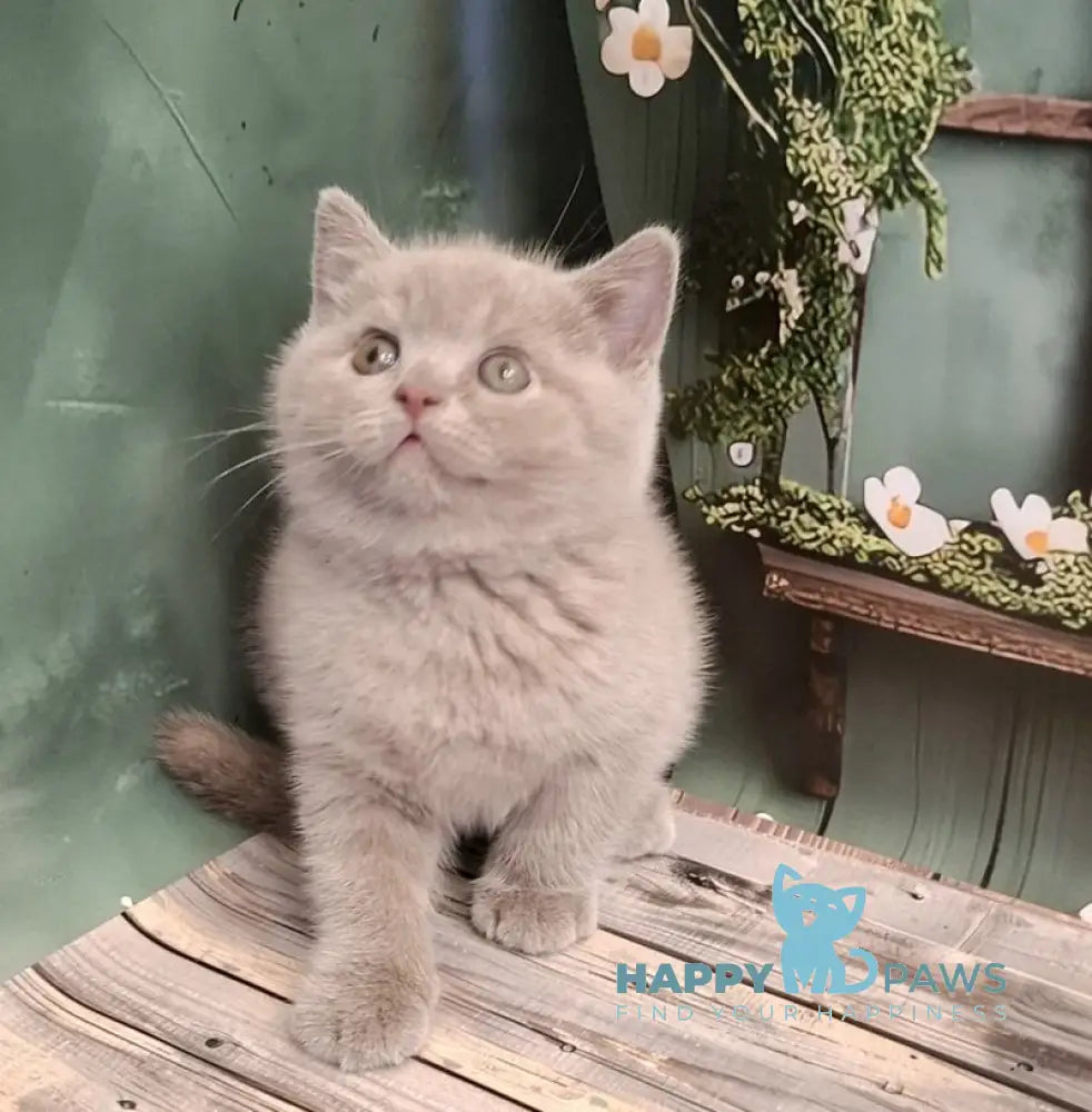 Nestor British Shorthair male lilac live animals