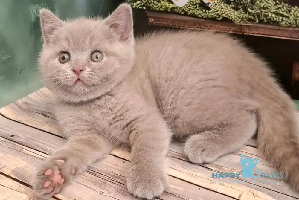 Nestor British Shorthair male lilac live animals