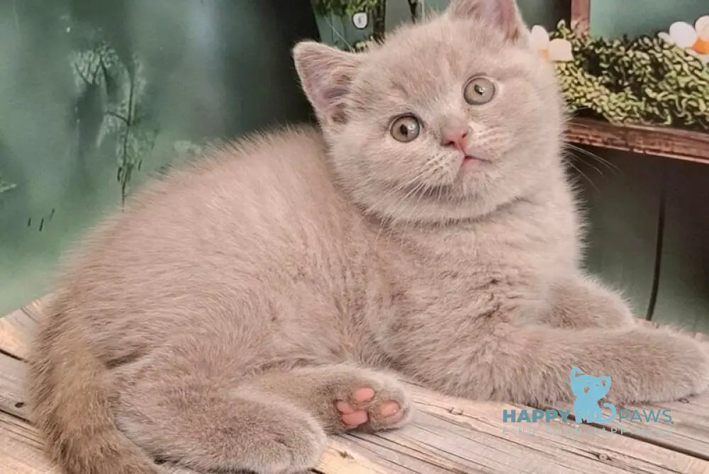 Nestor British Shorthair male lilac live animals