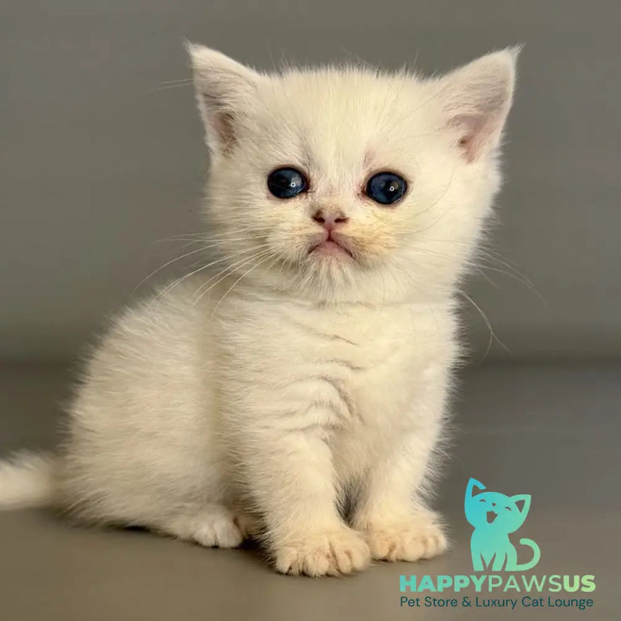 Nestor Munchkin male black silver shaded pointed - live animals