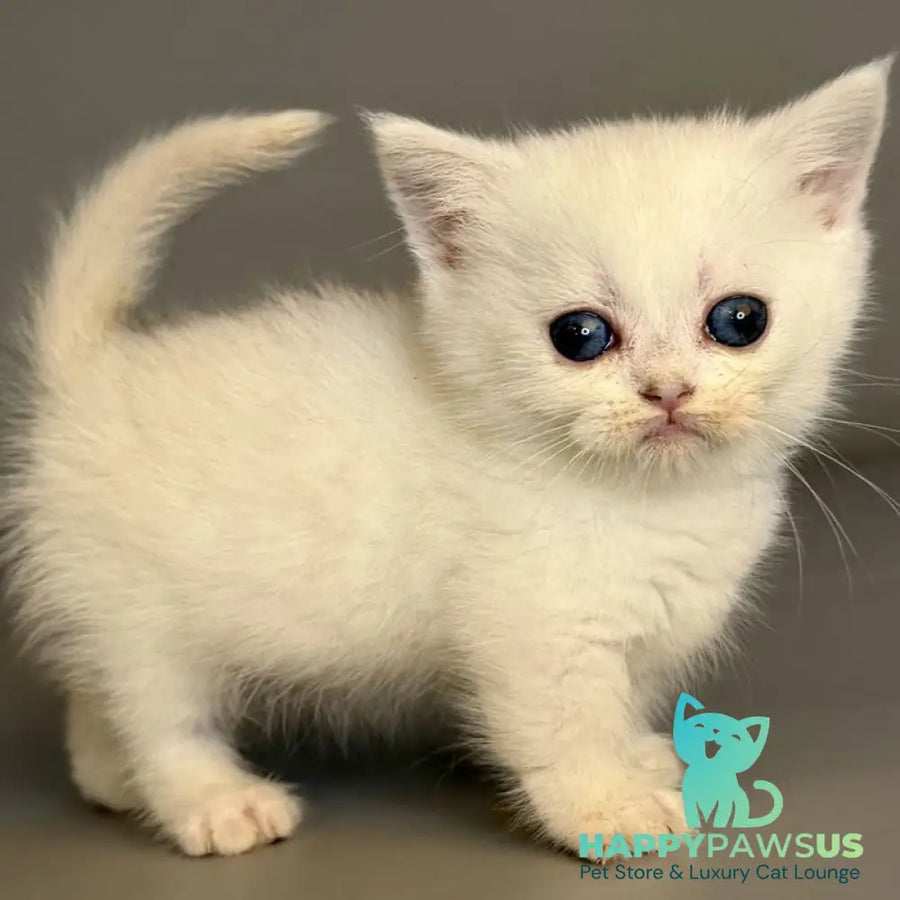 Nestor Munchkin male black silver shaded pointed - live animals