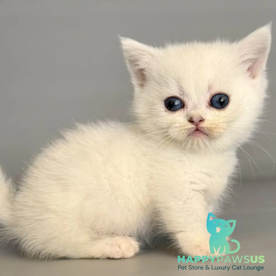 Nestor Munchkin male black silver shaded pointed - live animals