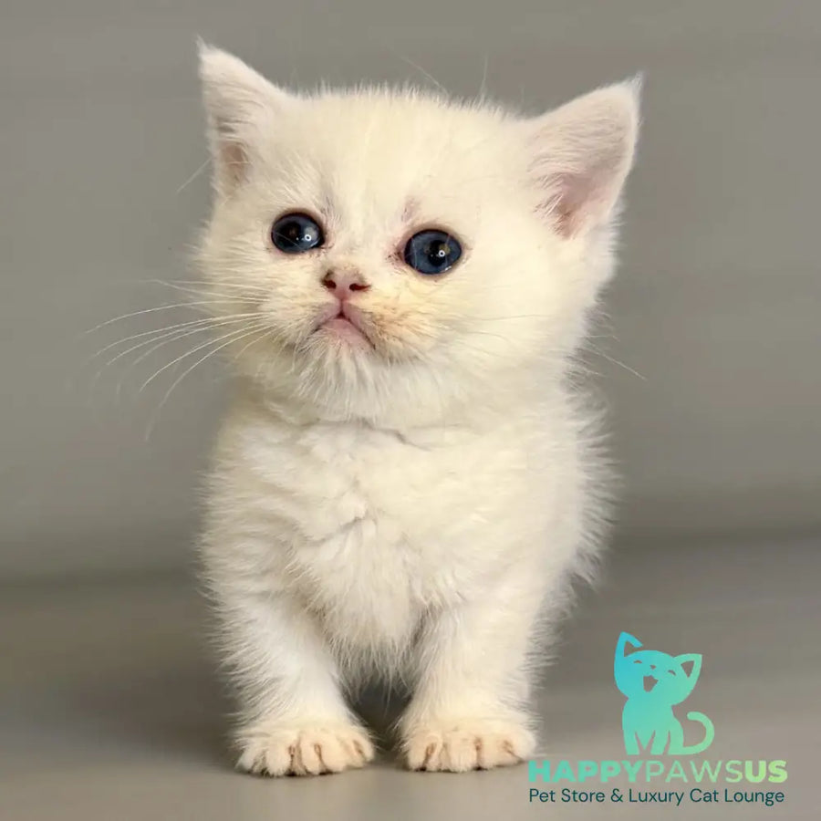 Nestor Munchkin male black silver shaded pointed - live animals