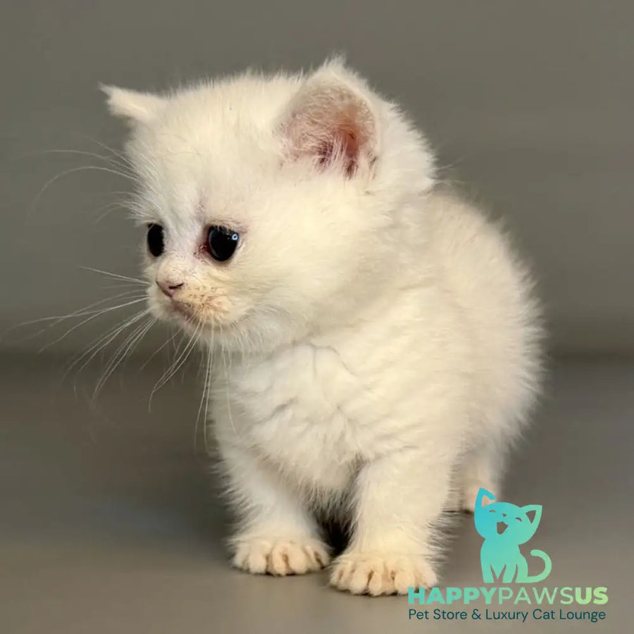 Nestor Munchkin male black silver shaded pointed - live animals