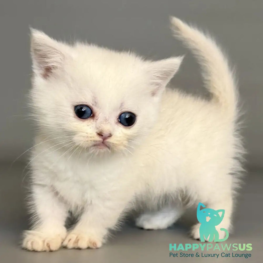 Nestor Munchkin male black silver shaded pointed - live animals