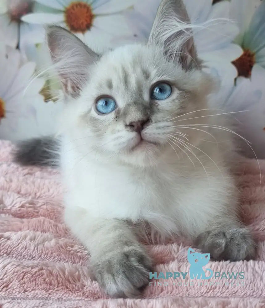 Nestor Siberian male blue lynx pointed live animals