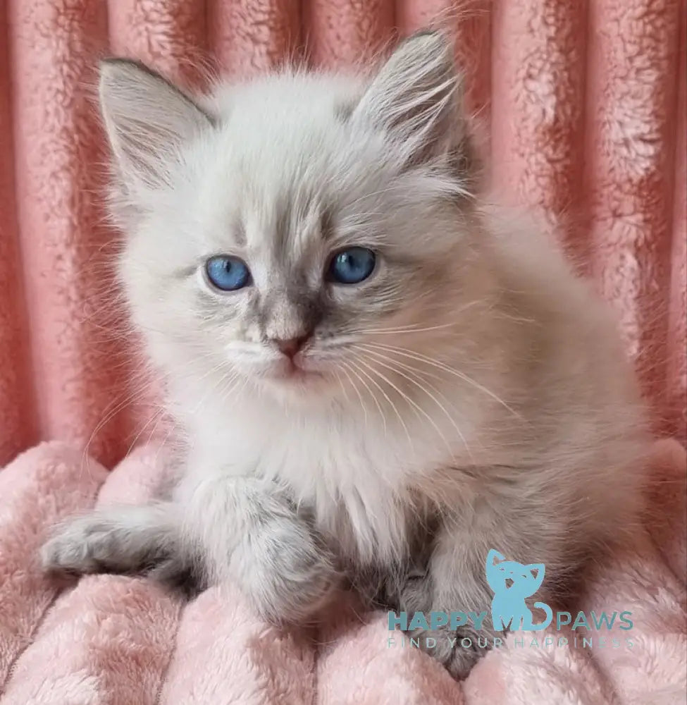 Nestor Siberian male blue lynx pointed live animals