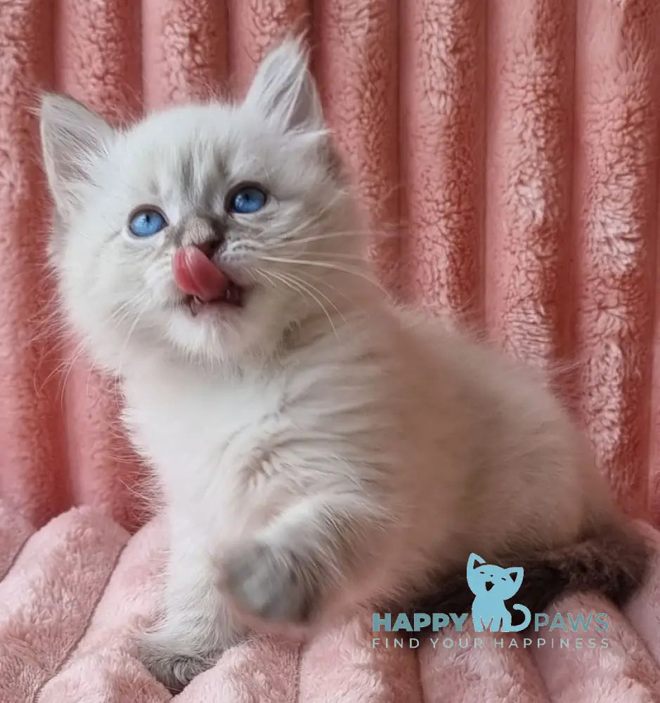 Nestor Siberian male blue lynx pointed live animals