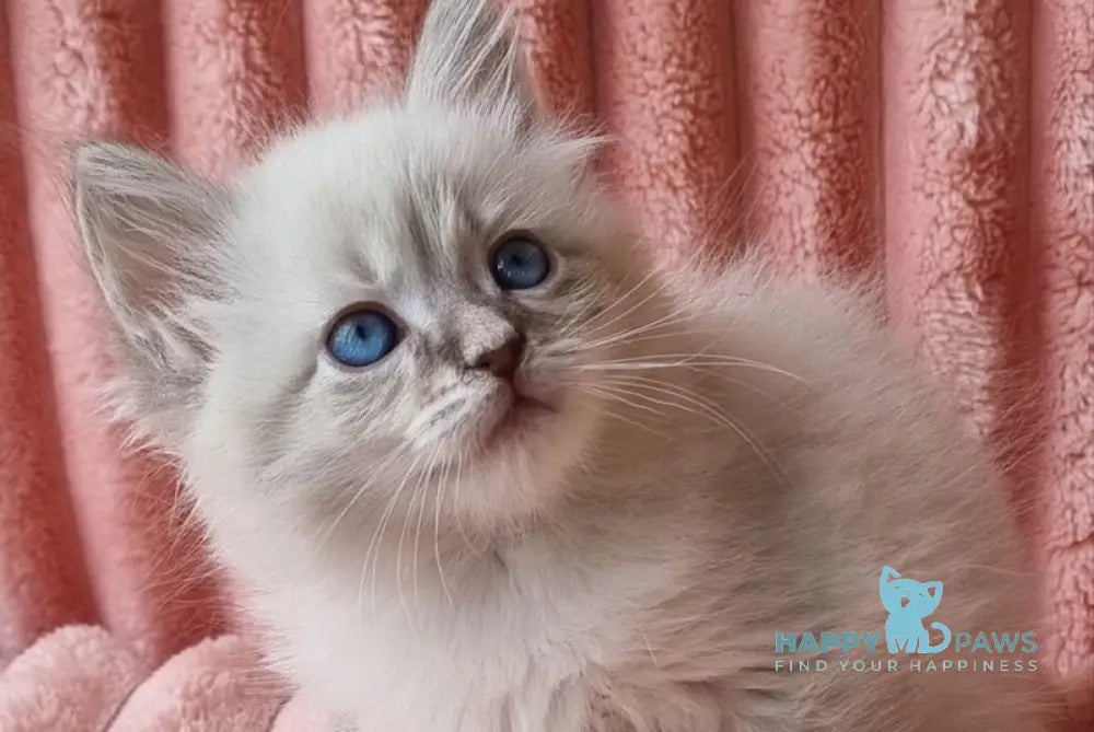 Nestor Siberian male blue lynx pointed live animals