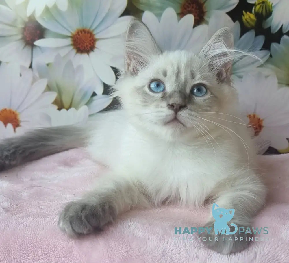 Nestor Siberian male blue lynx pointed live animals