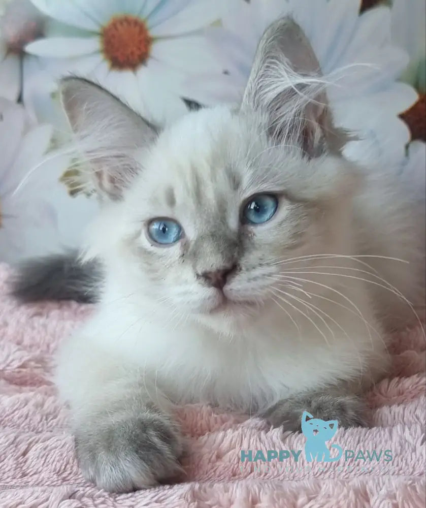 Nestor Siberian male blue lynx pointed live animals