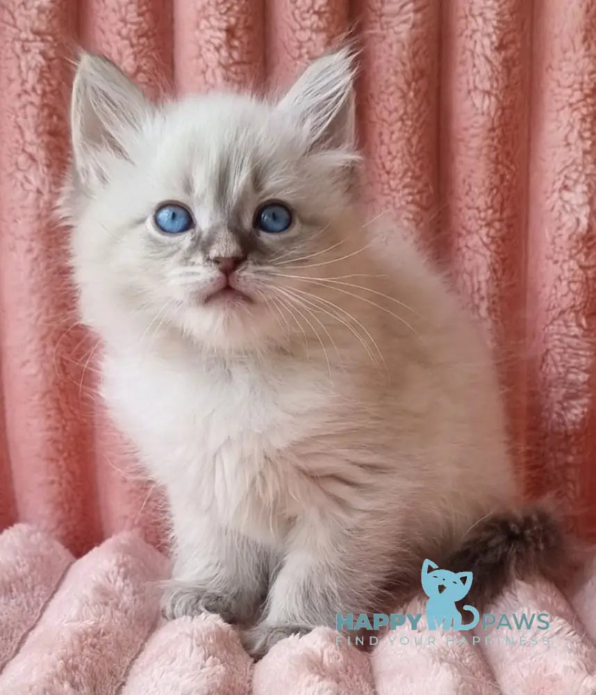 Nestor Siberian male blue lynx pointed live animals