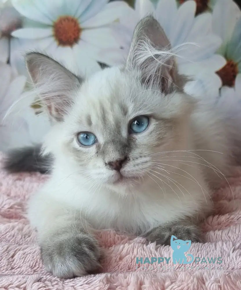 Nestor Siberian male blue lynx pointed live animals