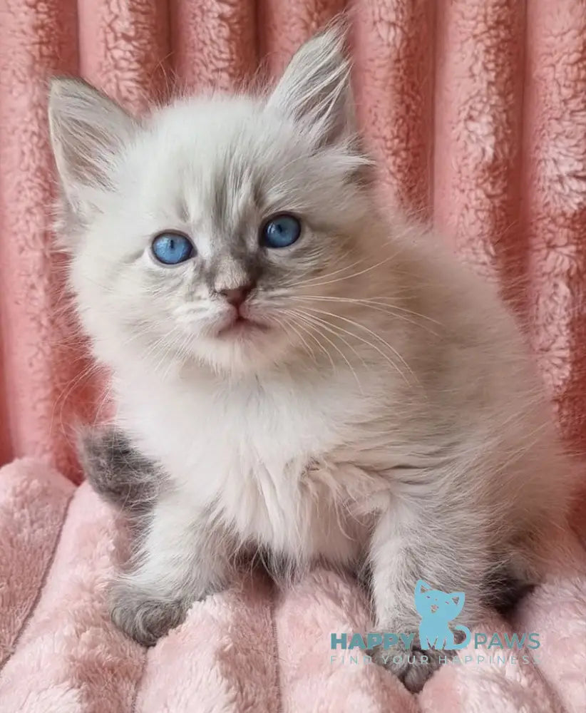Nestor Siberian male blue lynx pointed live animals