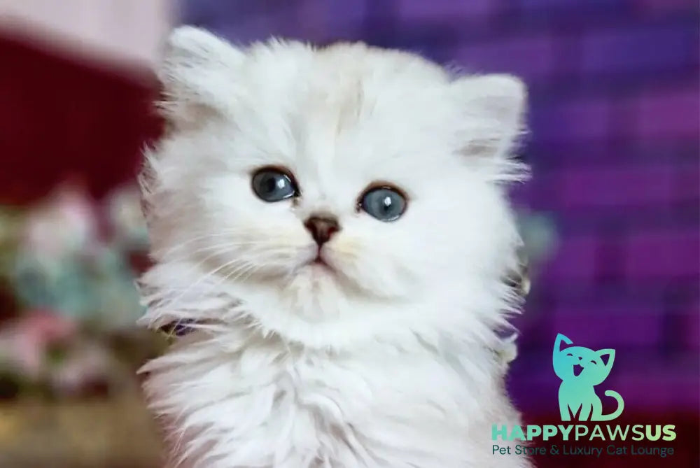Nettie British Longhair female black silver shaded - live animals
