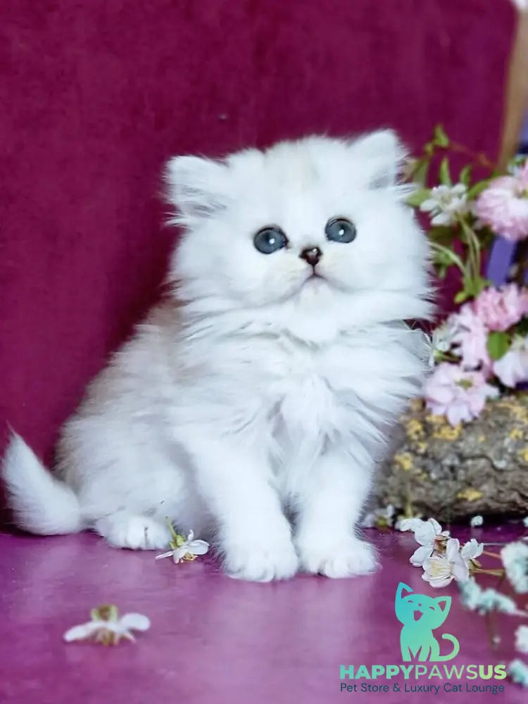 Nettie British Longhair female black silver shaded - live animals