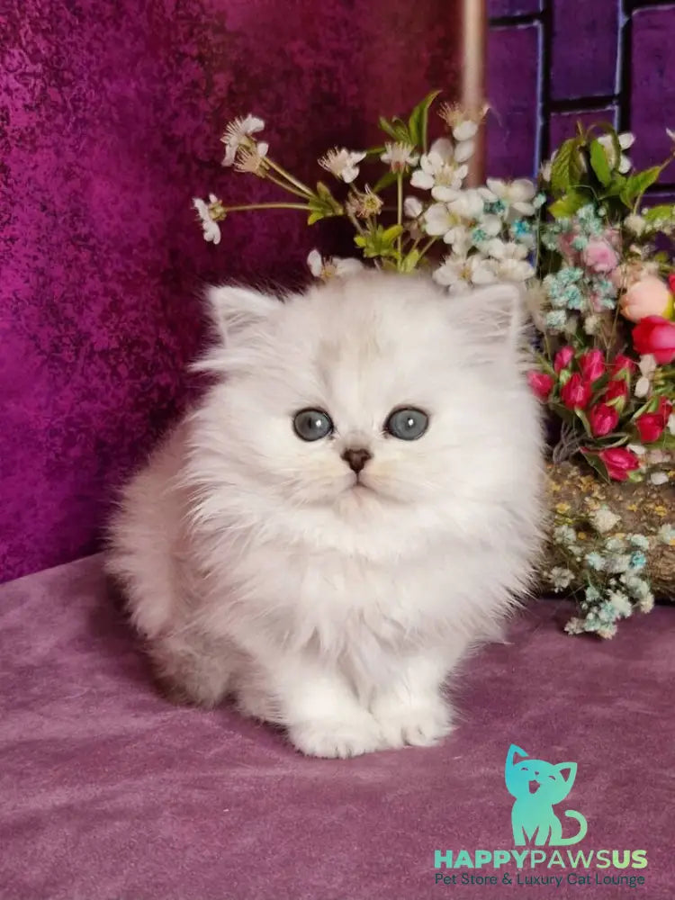 Nettie British Longhair female black silver shaded - live animals