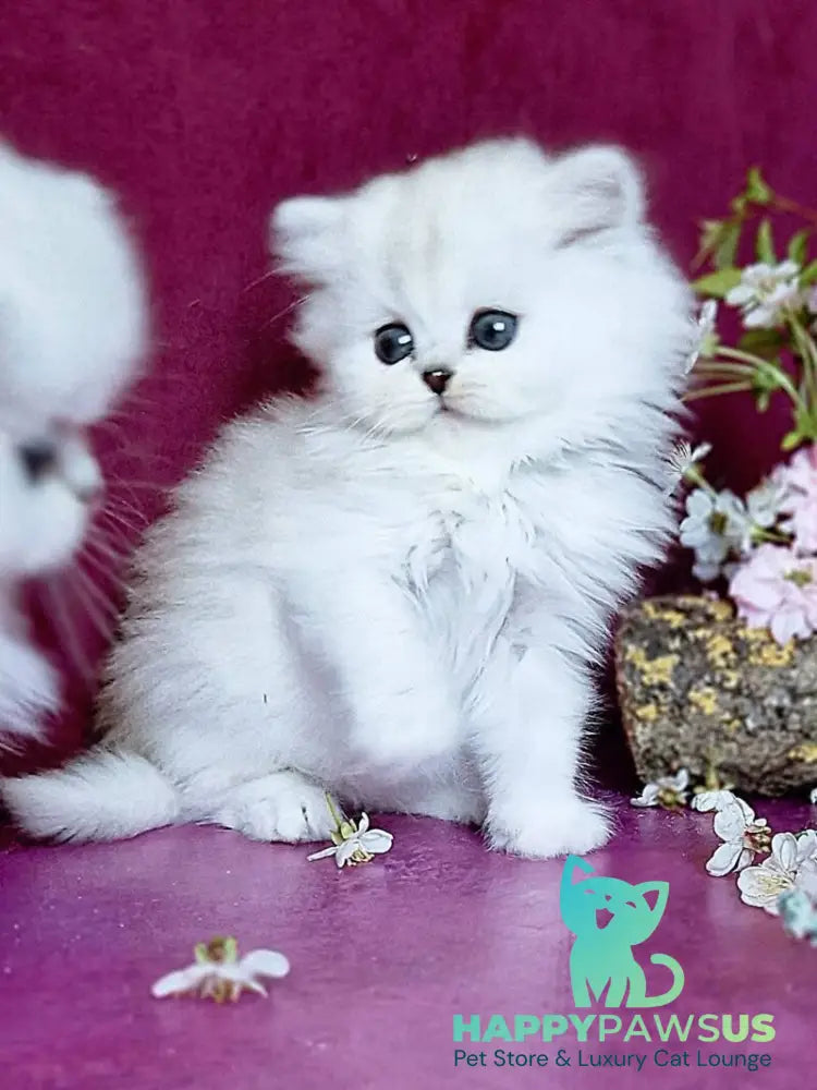 Nettie British Longhair female black silver shaded - live animals