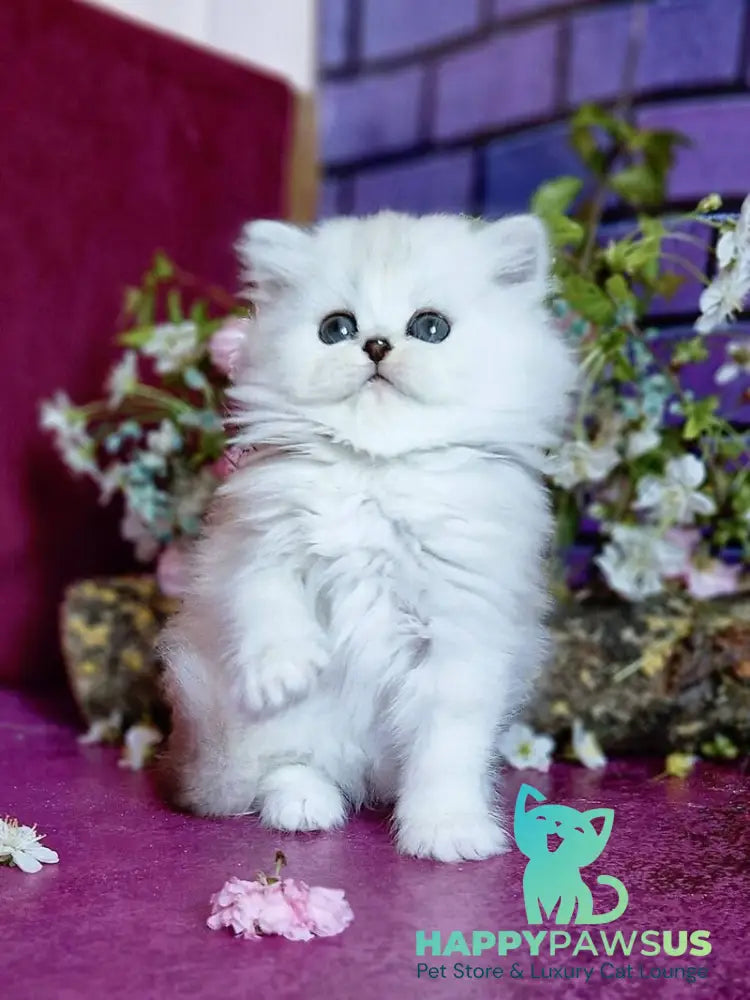 Nettie British Longhair female black silver shaded - live animals