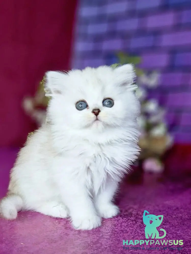 Nettie British Longhair female black silver shaded - live animals
