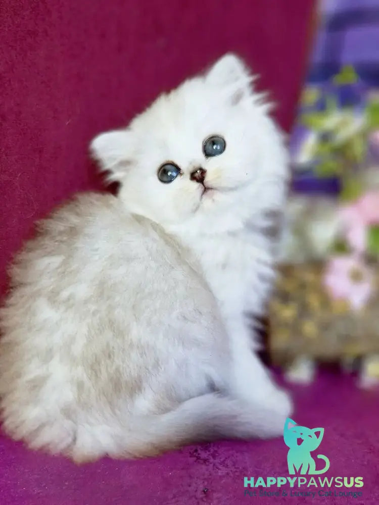 Nettie British Longhair female black silver shaded - live animals