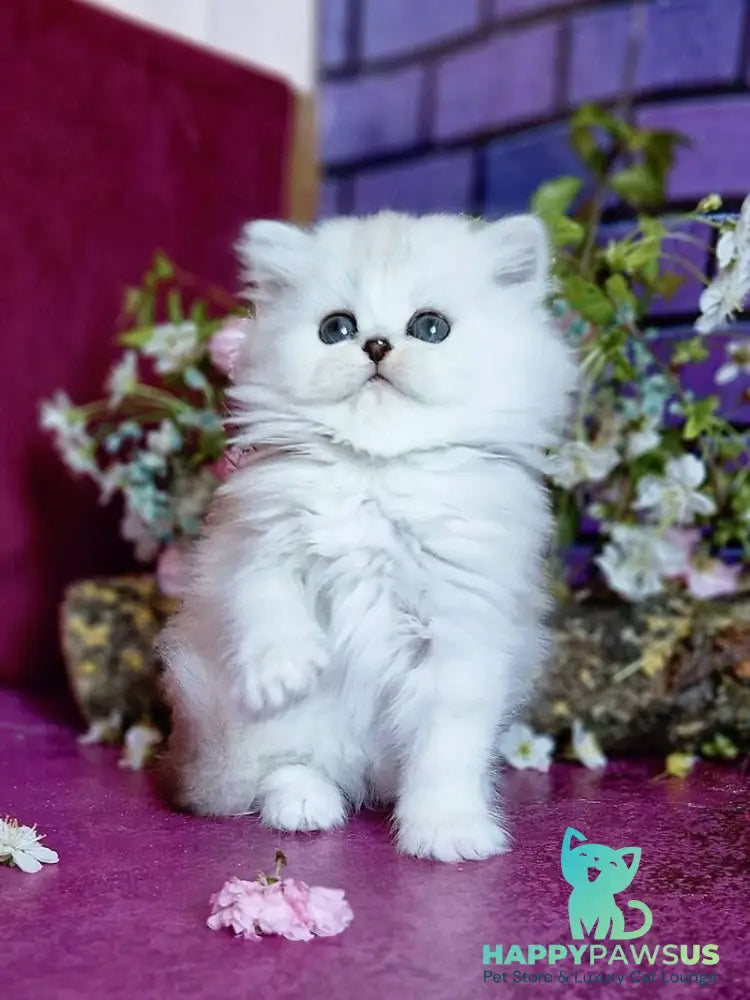 Nettie British Longhair female black silver shaded - live animals