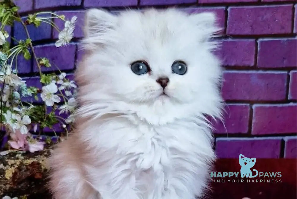 Nettie British Longhair female black silver shaded - live animals