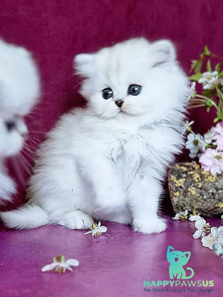 Nettie British Longhair female black silver shaded - live animals