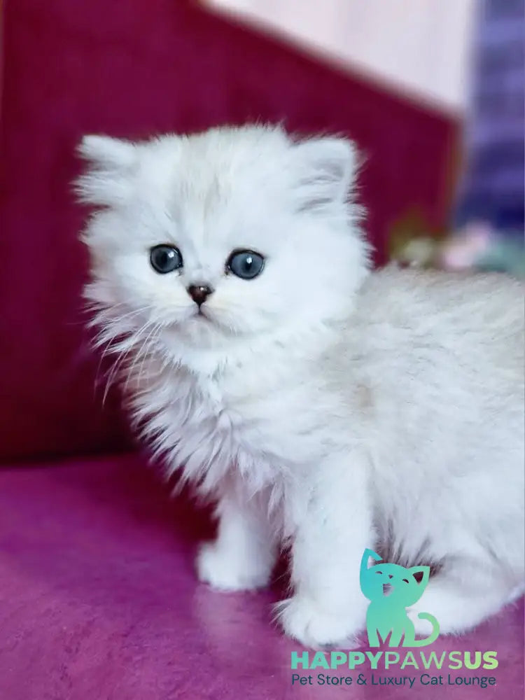 Nettie British Longhair female black silver shaded - live animals