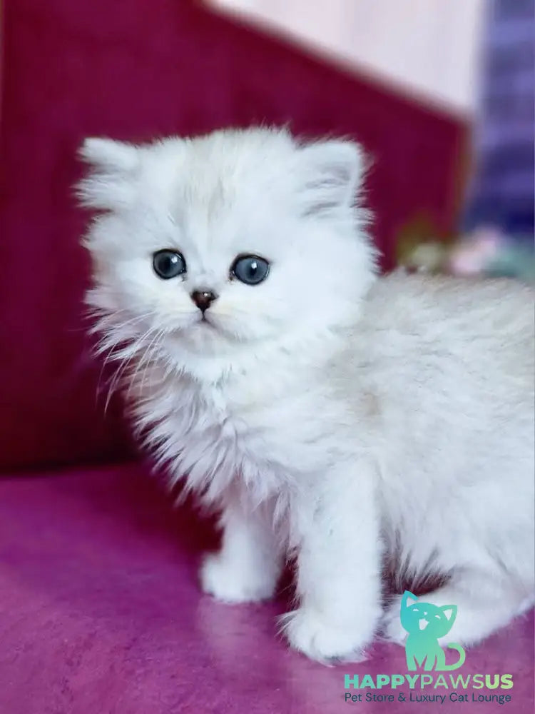 Nettie British Longhair female black silver shaded - live animals