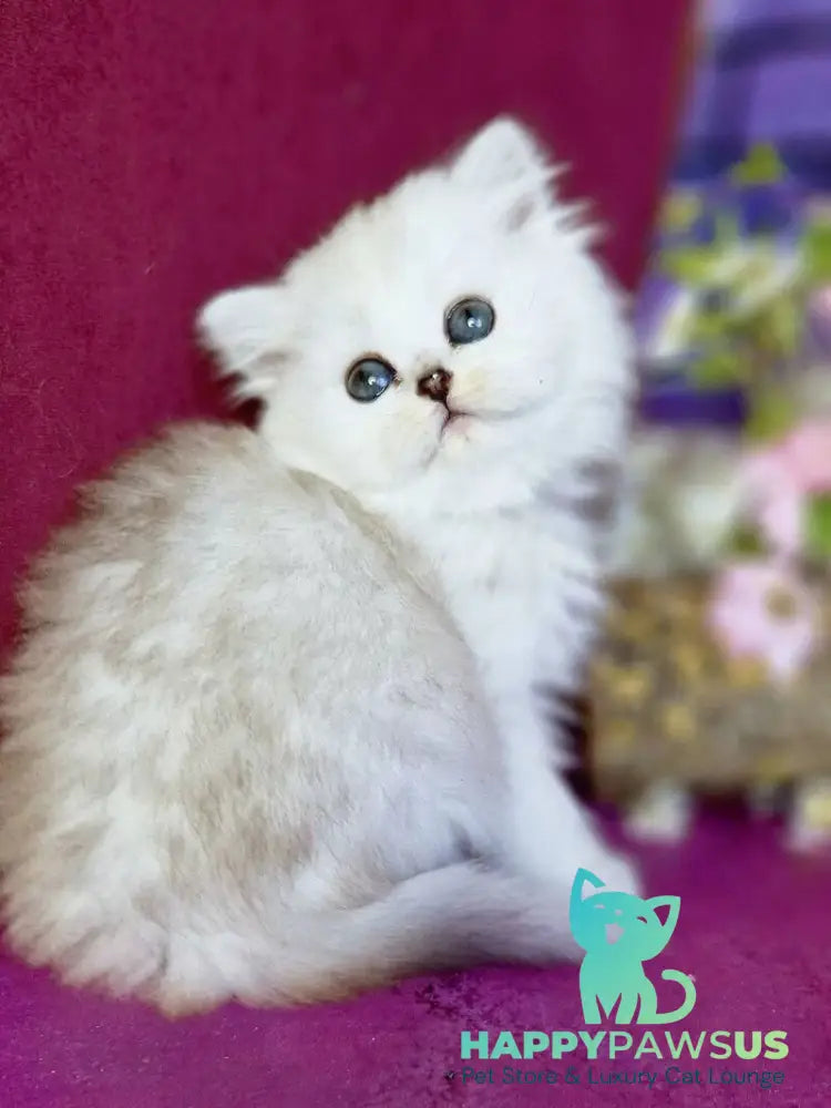 Nettie British Longhair female black silver shaded - live animals