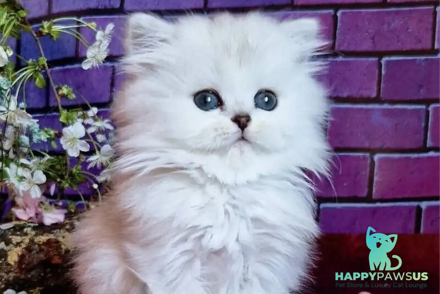 Nettie British Longhair female black silver shaded - live animals