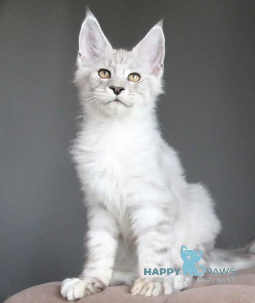 Neuron Maine Coon male black silver spotted tabby live animals