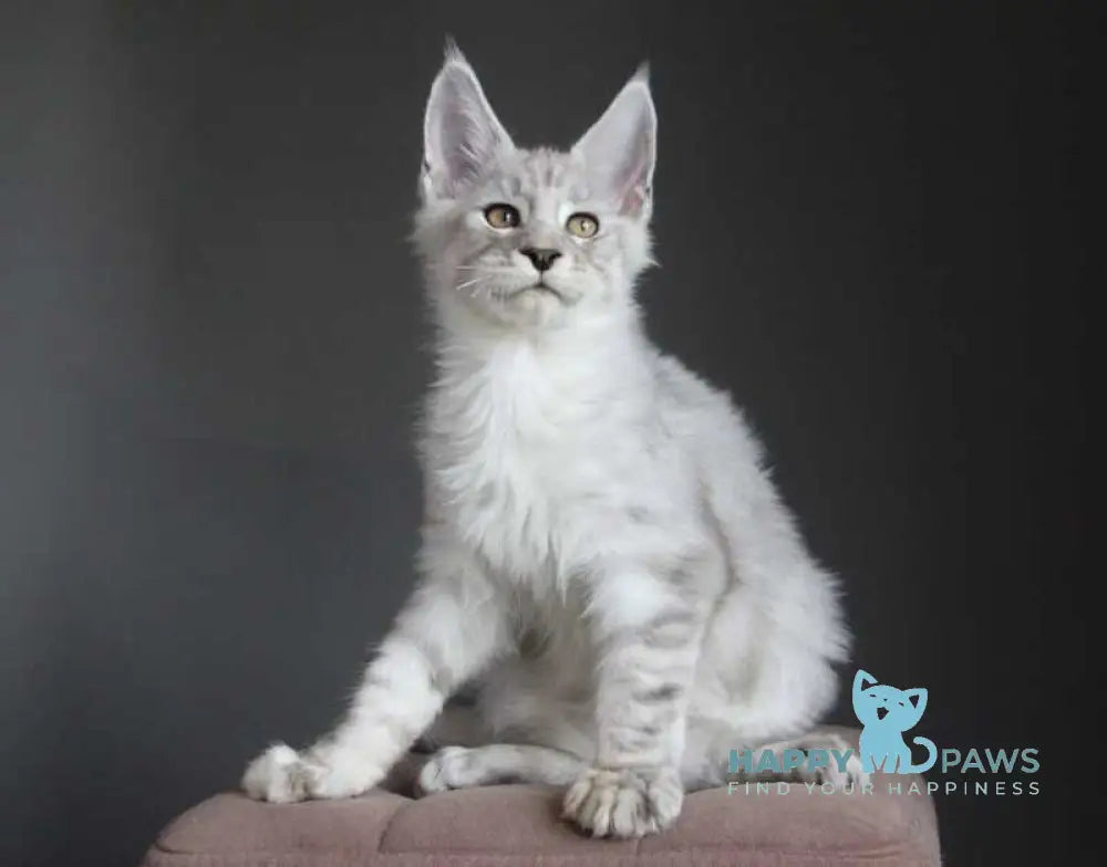 Neuron Maine Coon male black silver spotted tabby live animals