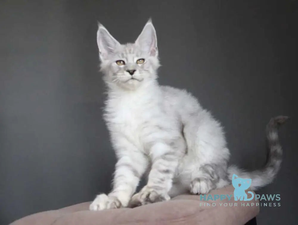 Neuron Maine Coon male black silver spotted tabby live animals