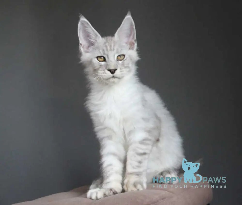 Neuron Maine Coon male black silver spotted tabby live animals