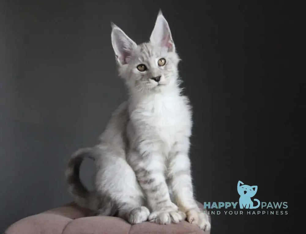 Neuron Maine Coon male black silver spotted tabby live animals