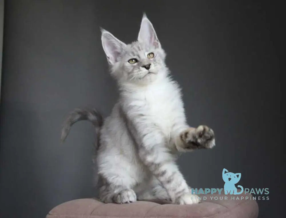 Neuron Maine Coon male black silver spotted tabby live animals