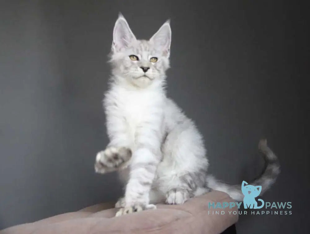 Neuron Maine Coon male black silver spotted tabby live animals