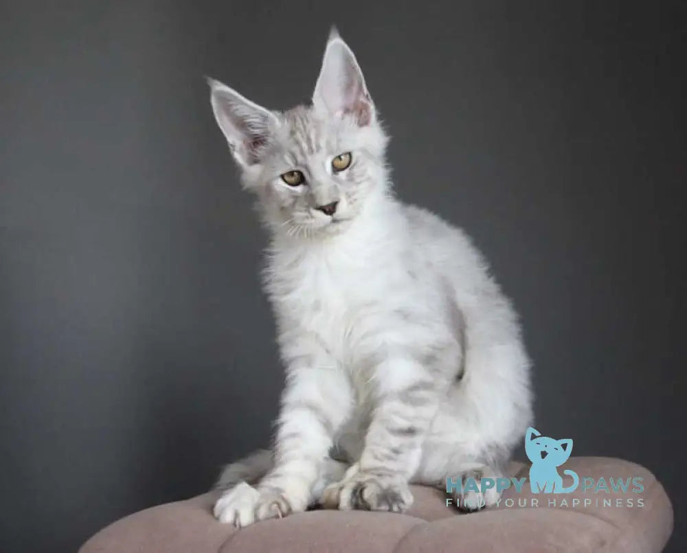 Neuron Maine Coon male black silver spotted tabby live animals