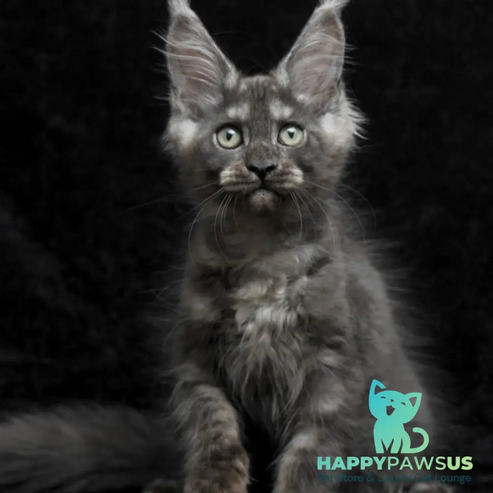 Nevada Maine Coon female black silver - live animals