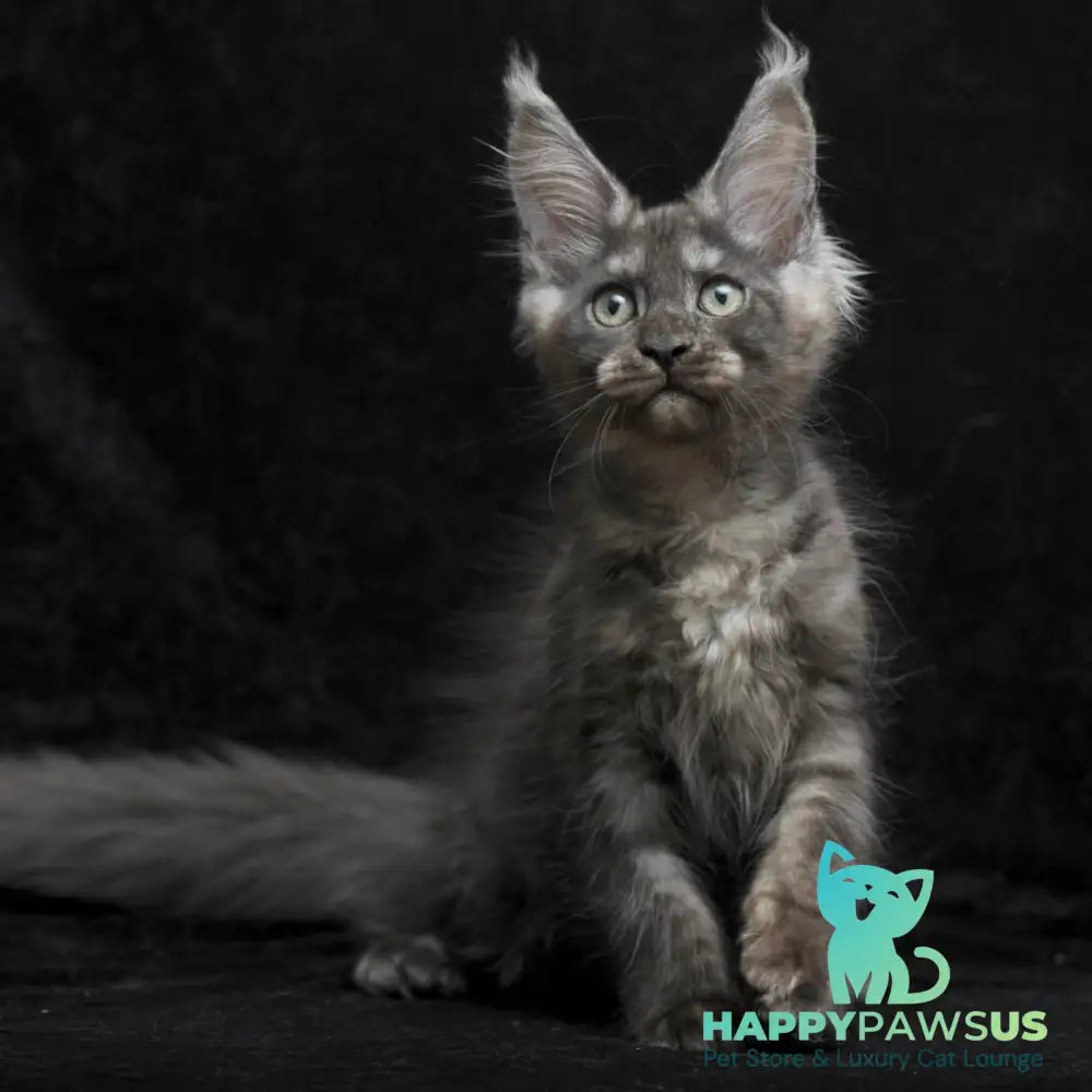 Nevada Maine Coon female black silver - live animals