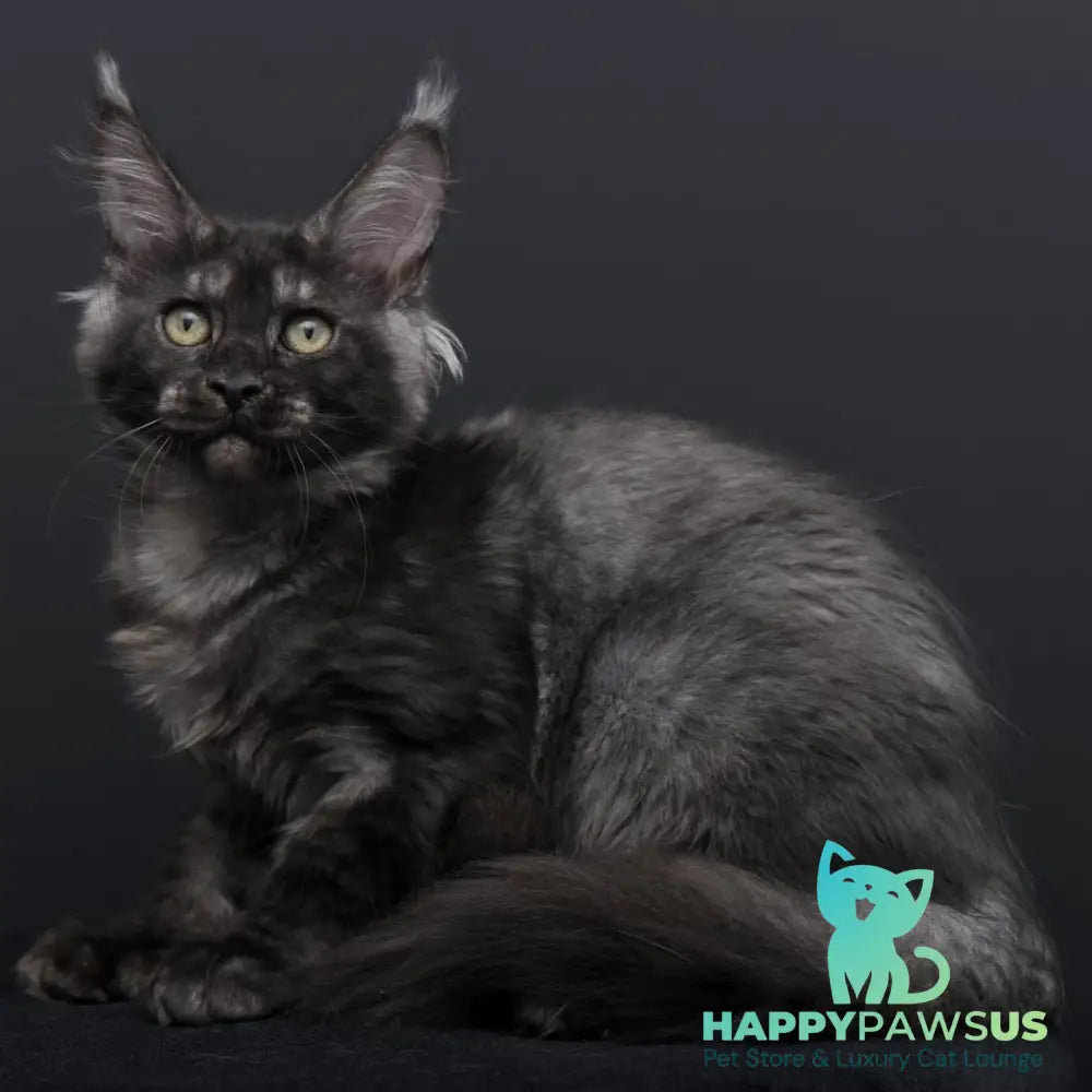 Nevada Maine Coon female black silver - live animals