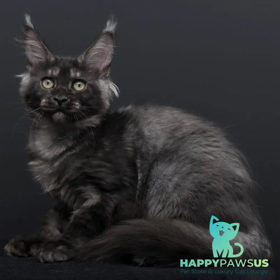 Nevada Maine Coon female black silver - live animals