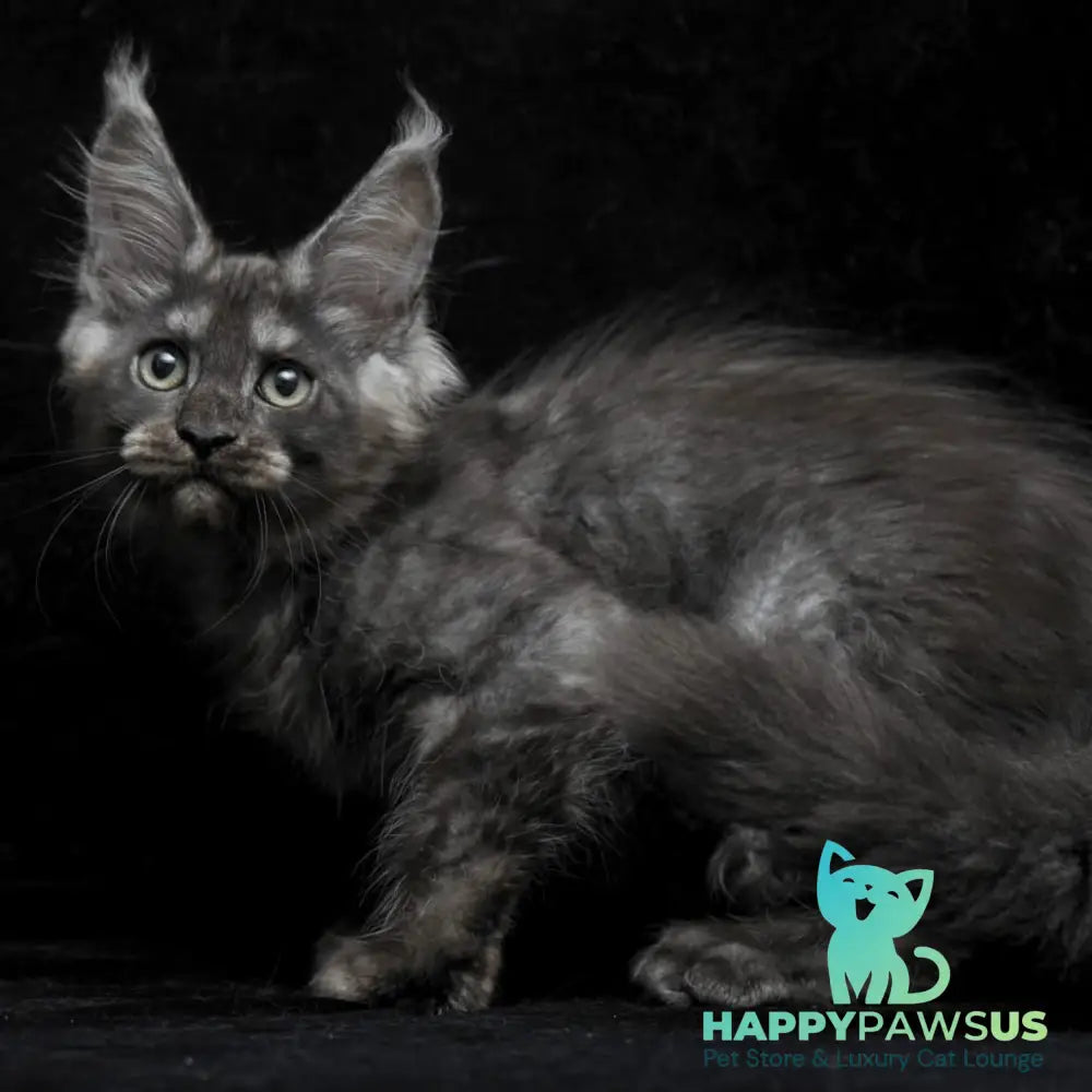 Nevada Maine Coon female black silver - live animals