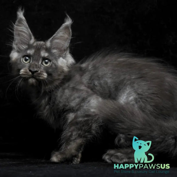 Nevada Maine Coon female black silver - live animals