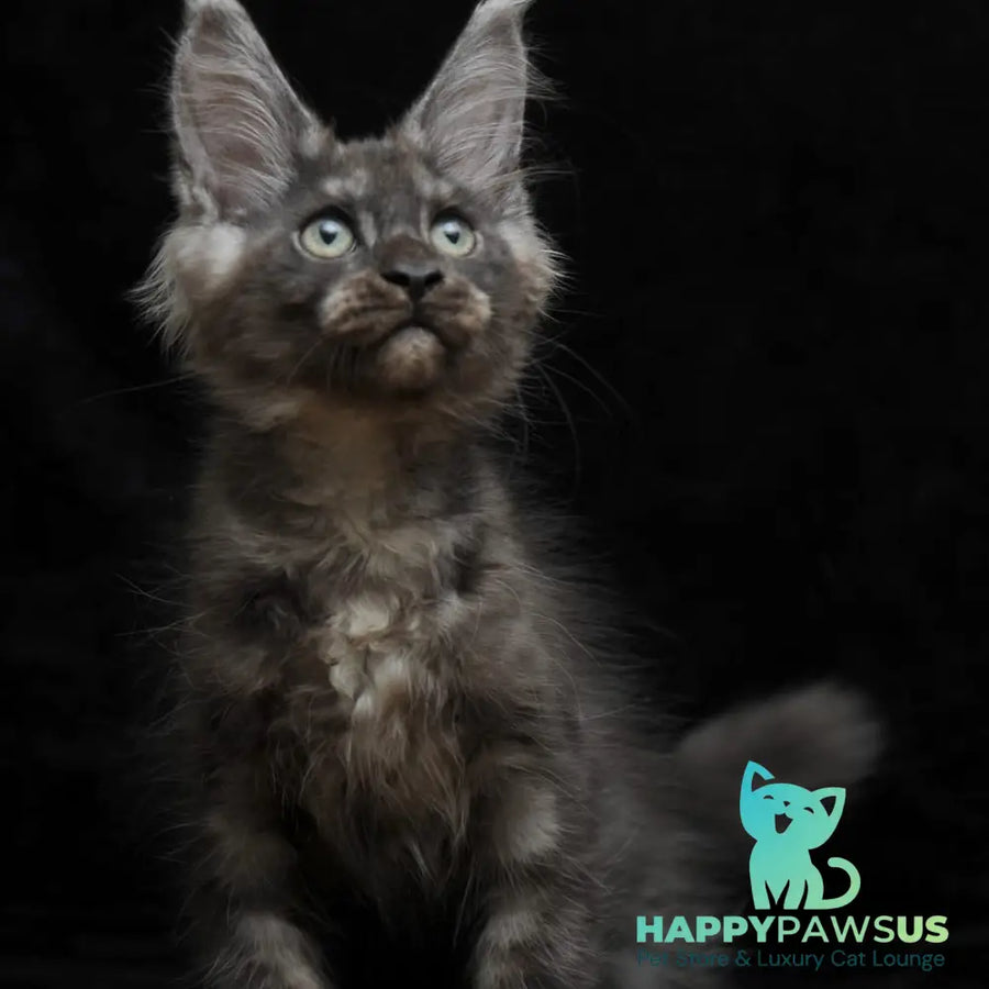 Nevada Maine Coon female black silver - live animals