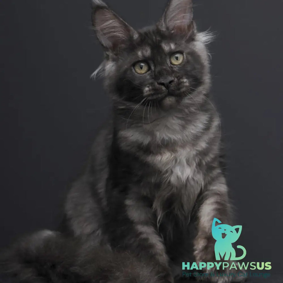 Nevada Maine Coon female black silver - live animals