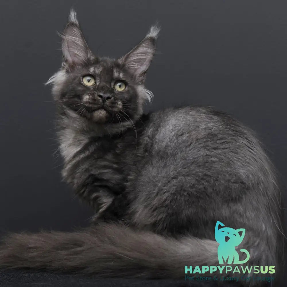 Nevada Maine Coon female black silver - live animals