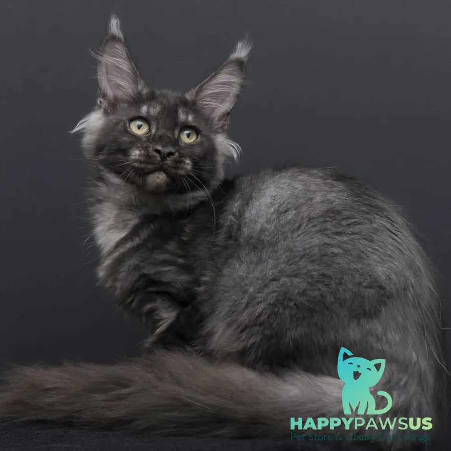 Nevada Maine Coon female black silver - live animals